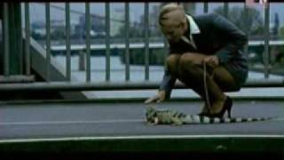 Iguana Music Video