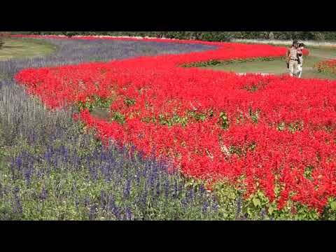 茶色がかった赤色のトゲトゲの実「コッパーカーペット」 植物
