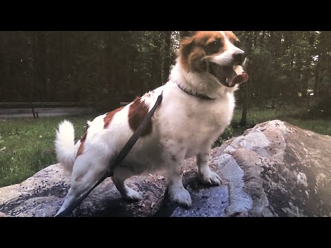 Ralphie ..... Rest In Peace Little Fella