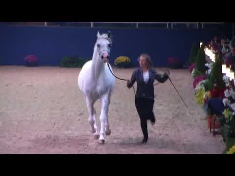 Memories of Aachen 2019 - All Nations Cup - Part 11 - Championship - Geldings