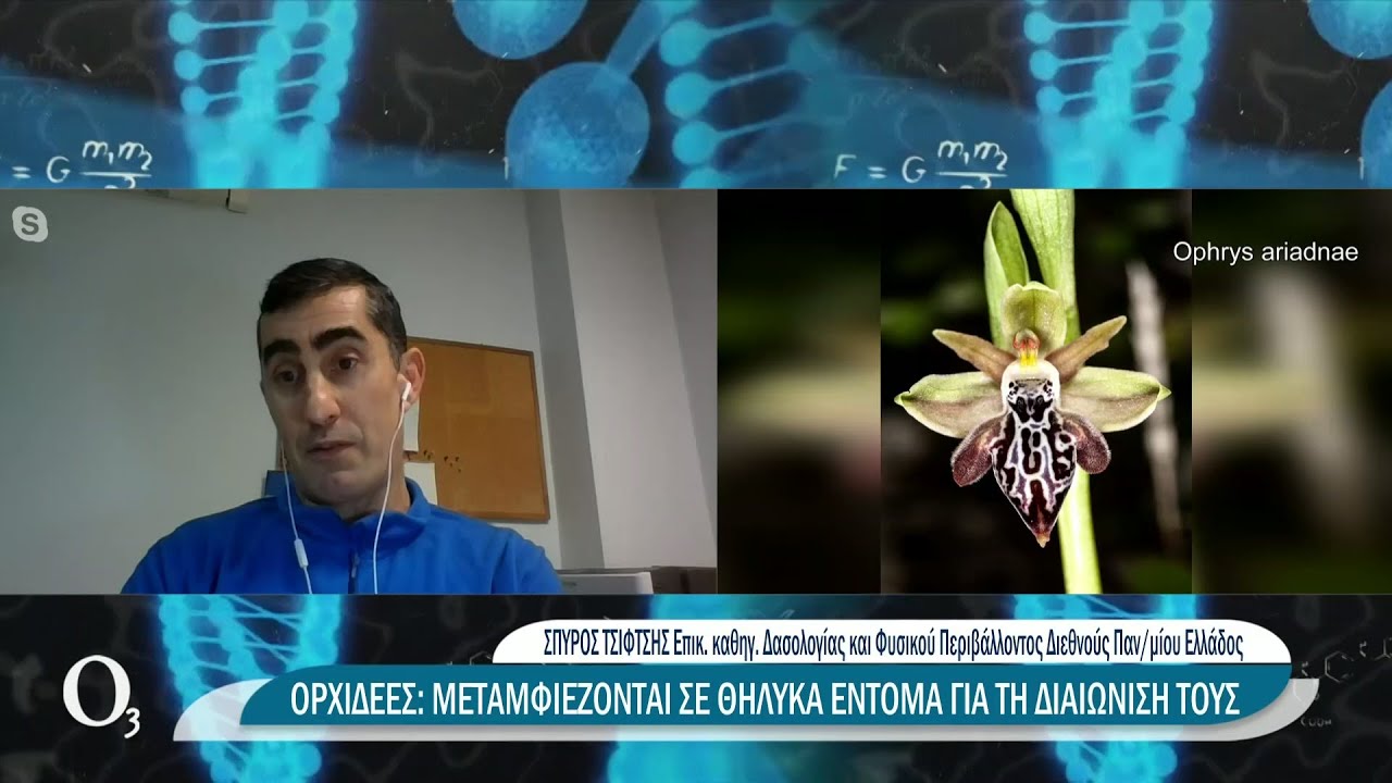 Οι εντυπωσιακές ορχιδέες της Ελλάδας που μοιάζουν με έντομα | 07/12/2021 | ΕΡΤ
