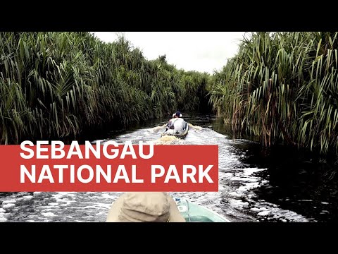 Sebangau National Park