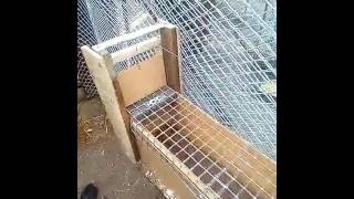 Как поймать хорька на даче