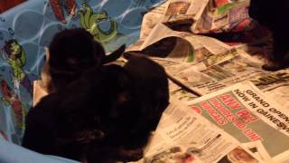 preview picture of video 'Vom Barron's Pride GSD Torture and Phantom puppies 21 Days old playing'