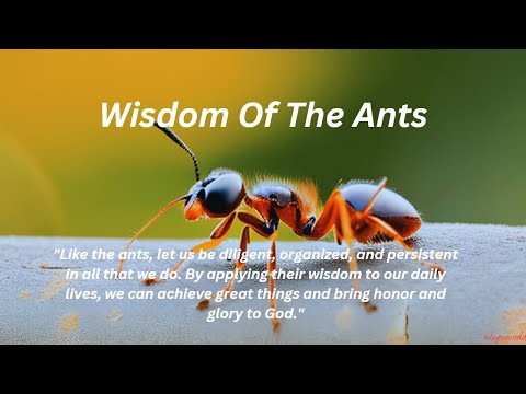 Wisdom of the Ants: 5 Lessons To Lean for Daily Success {Inspirational/Motivational Speech