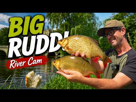 Rudd Fishing on the River Cam