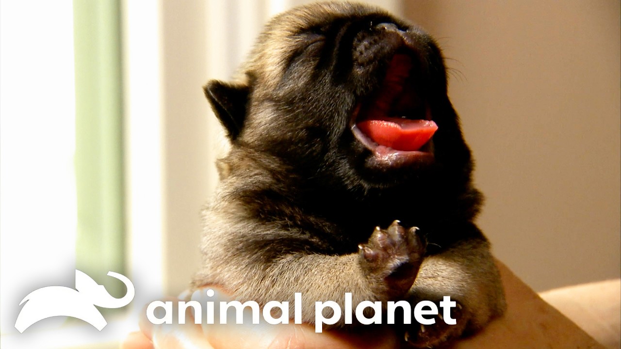 The Absolute Cutest Animals of SEASON 1! | Too Cute! | Animal Planet