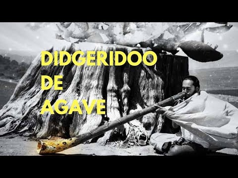 Didgeridoo de Agave / Agave Didgeridoo