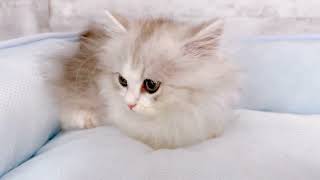 ミヌエットの動画01