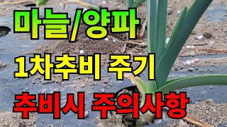 2/28 마늘1차웃거름주기 / 농협에서 추천해주는 NK비료로 마늘추비 했어요