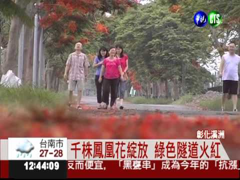 彰化鳳凰花綻放! 綠色隧道火紅
