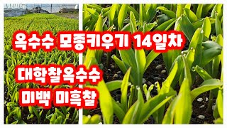 옥수수 모종키우기 대학찰옥수수 미백 미흑찰 14일차 행복한괴산-신나는농부  [옥수수재배방법]