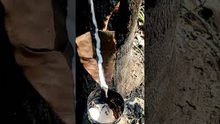 Download lagu Status wa versi petani karet mp3