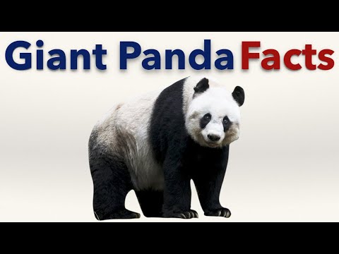 download lagu mp3 mp4 Panda Bear Weight, download lagu Panda Bear Weight gratis, unduh video klip Panda Bear Weight