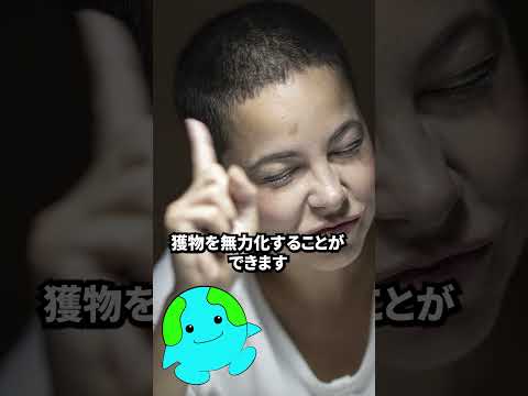 絶対に近づいてはいけない生物【アンボイナガイ】#shorts #雑学 #いきもの