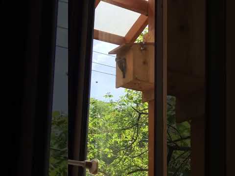 鳥の好きな色は何ですか?巣箱に使うのはどれでしょうか？羽の生えた鳥を惹きつける7つの色合いをご紹介します。  庭園