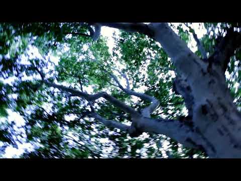 Codde Omar - Mi Yedio (Clip Officiel )fuladu fouladou