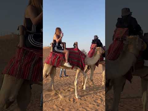 Camel Ride On Arabian Desert | The Dunes UAE | #camelsafari