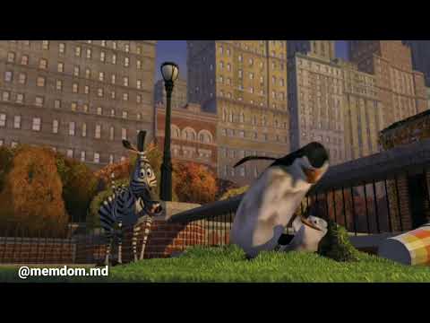 PINGUINII DIN MOLDOVA 5