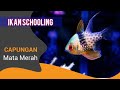 Ikan Hias Laut Capungan Mata Merah