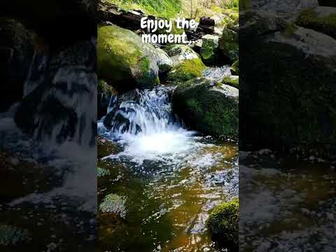 Calming forest river sounds. No birds , No Music