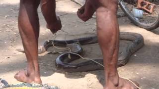 preview picture of video 'Playing With Snake - India[really crazy people]'