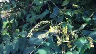 Mahonia media Wintersun snoeien Tuincursus-Online