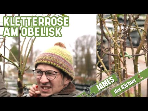Schnitt von Rosen an einer Rankhilfe - so wächst eine Kletterrose im Obelisk | James der Gärtner