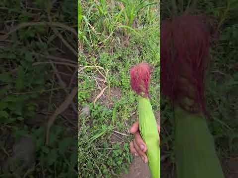 Uno de los sectores afectados por falta de lluvia en Esteli, Nicaragua.