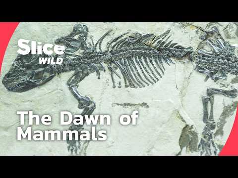 Prehistoric Mammals That Survived the Dinosaur World | FULL DOC | SLICE WILD