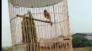Download lagu Suara burung prenjak klik klik sawah mp3