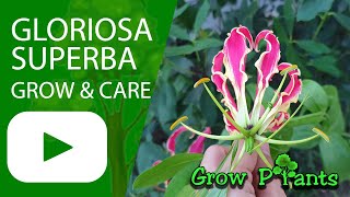 Gloriosa superba - grow & care (Flame lily)