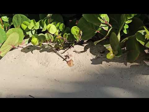 animals 2024 excellence el carmen