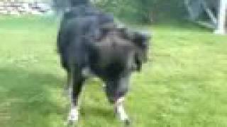 My dogs