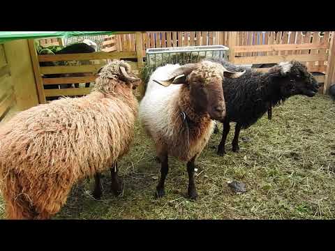 羊　Walliser Landschaf　Sheep　2017 1001