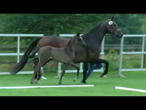 Stutfohlen v Florenz x Wynton x Dimaggio 2018