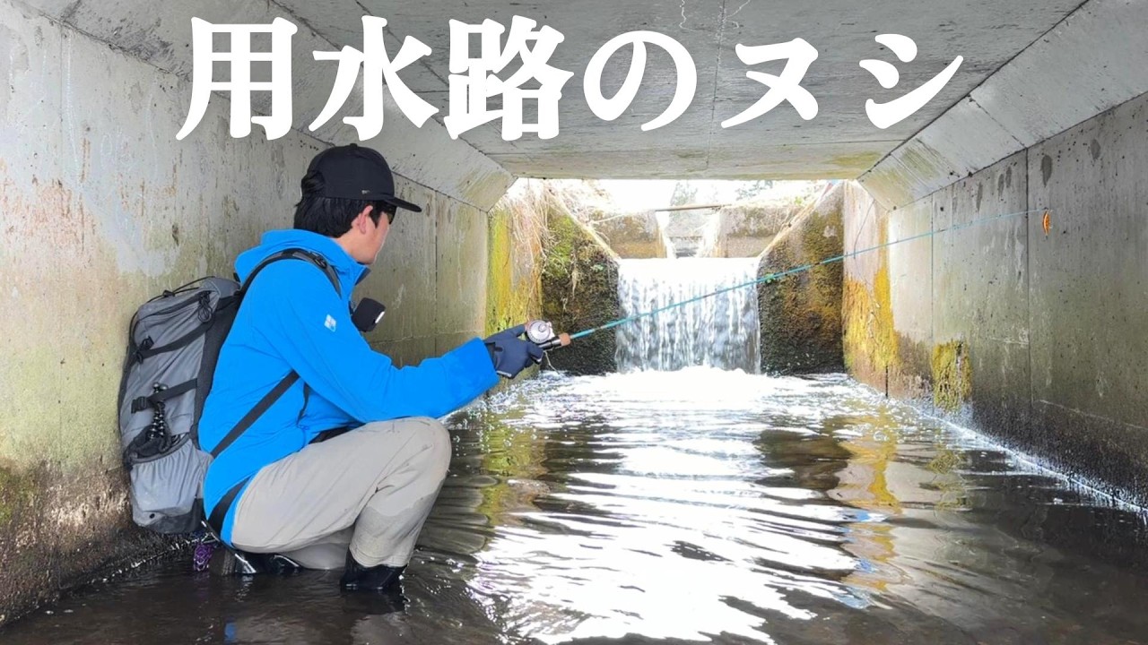 規格外の「ぬし」が居る、この用水路には。