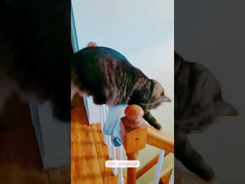 #fuunydogsandcats#funny vicdeos#funny pets