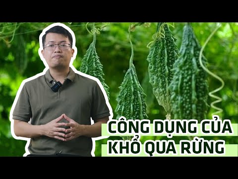 Khổ qua rừng tươi