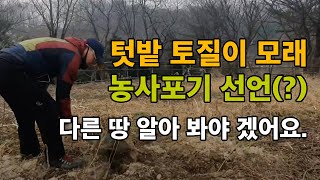 텃밭 토질이 모래인 사토라서 농사 포기 선언 / 다른 땅 알아 봐야 겠어요.