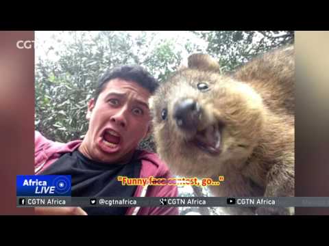 Animal selfies go viral