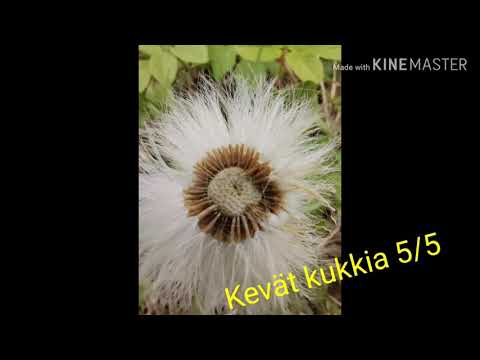 Tällänen tällä kertaa