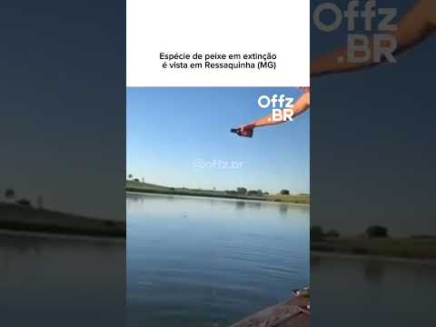 O fenômeno de Ressaquinha: Espécie rara ou sede acumulada? 🐟🍺