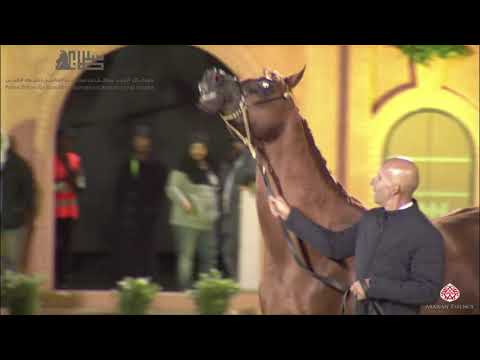 N.301 DESIGN FOR LIFE - 2020 PSAIAHF Al Khalediah Show - Stallions 7-9 Years Old (Class 11B)