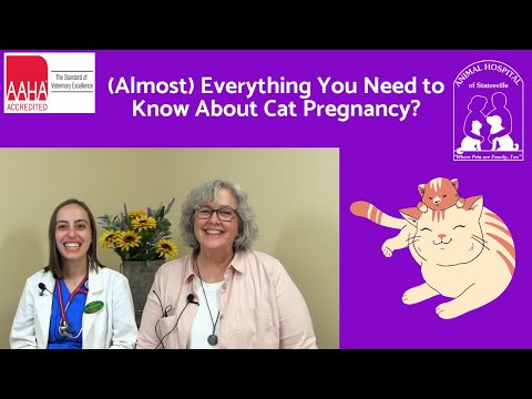 (Almost) Everything You Need to Know About Cat Pregnancy