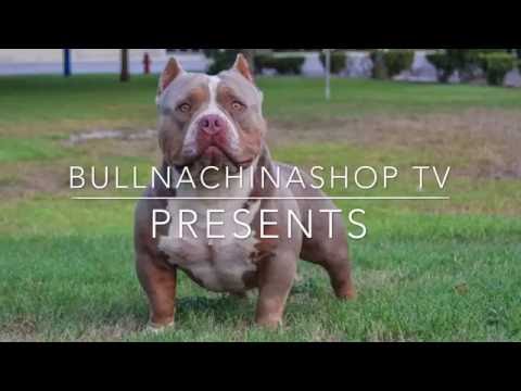 Sneak preview of a True Pocket American Bully DOUBLE Ls MYE-STRO Aka THE PRODIGY
