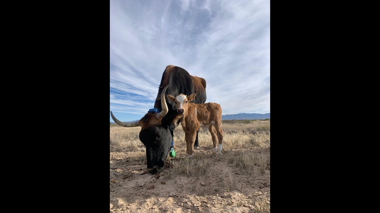 Parturition USDA-ARS JER