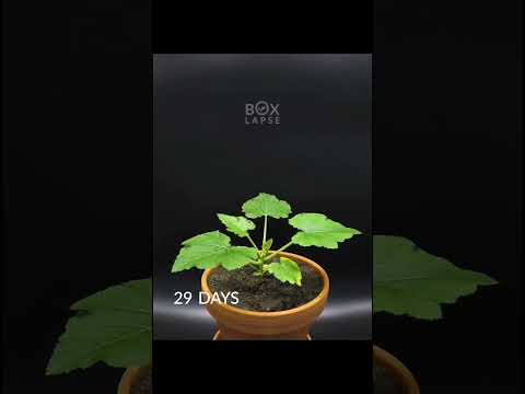 78 days in one minute! Seed to zucchini 🥒#timelapse #zucchini #fyp