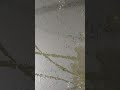 Common Carp Golden Fish Growth Uodate