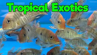 Aquarium Fish Stock at Tropical Exotics